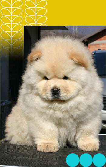 Chow Chow Breed Council